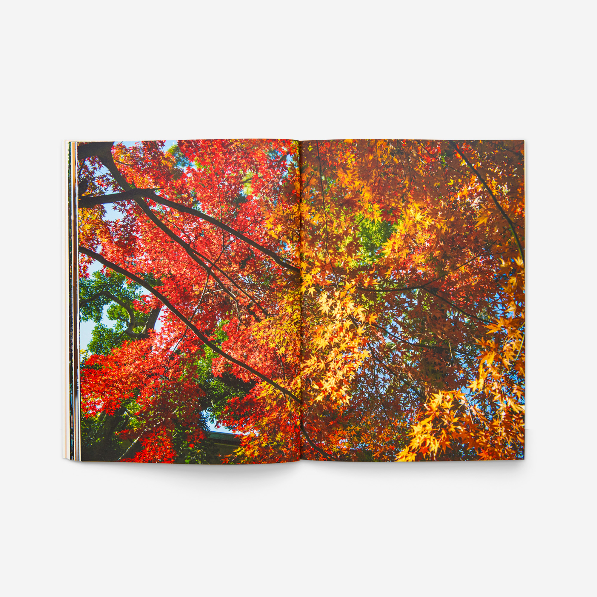 
Notice: Undefined variable: alt in /virtual/htdocs/yppnetcojp/publicsite/wordpress/wp-content/themes/yppnet/casestudy-single.php on line 19
